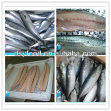 FROZEN SPANISH MACKEREL/PACIFIC MACKEREL FILLET